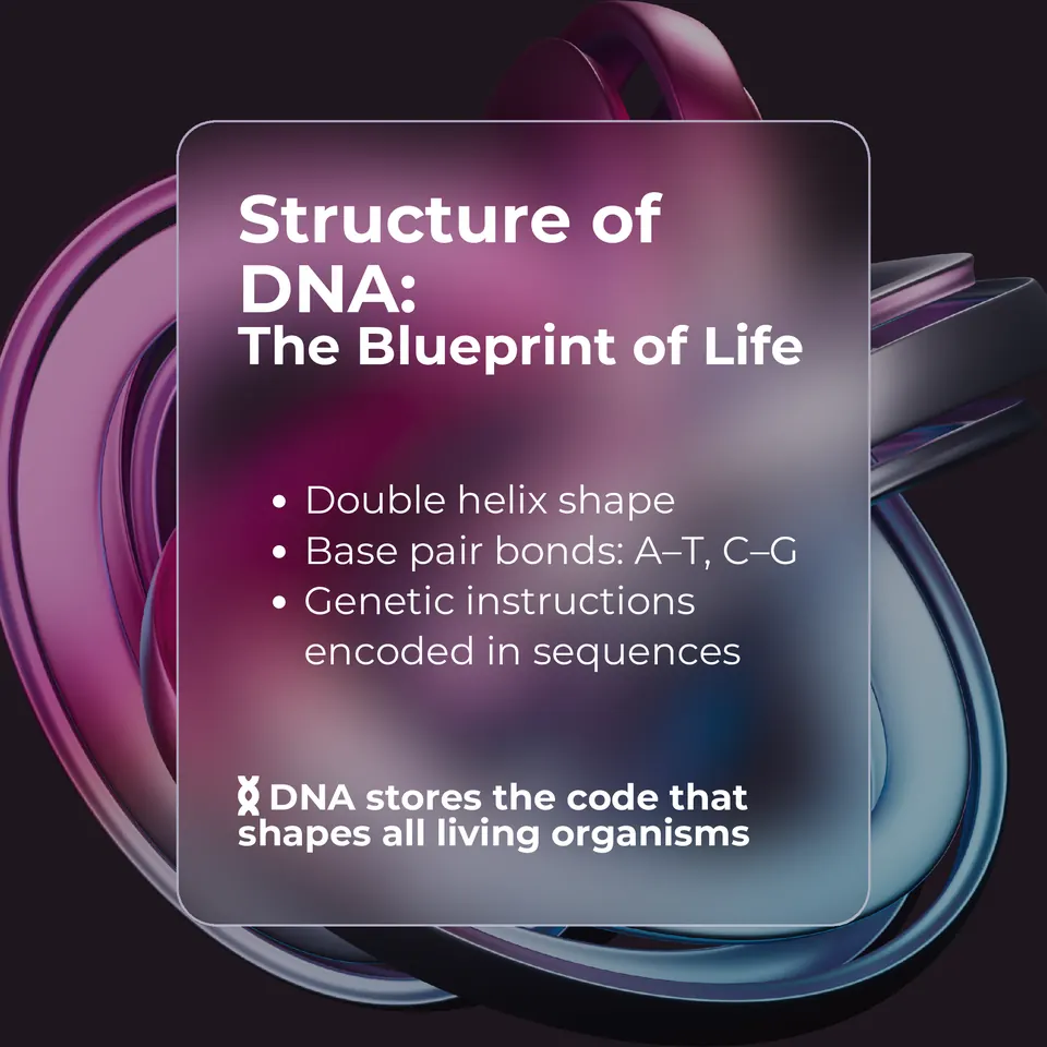 Structure of DNA, the blueprint of life: double helix shape, base pair bonds A-T and C-G, and genetic instructions encoded in sequences. DNA stores the code that shapes all living organisms