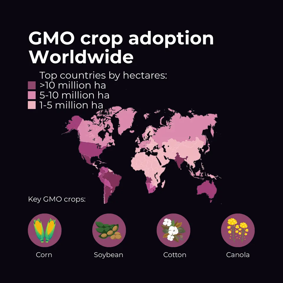 World map of GMO crop adoption: countries shaded by hectares of GM crops (over 10 million, 5 to 10 million, and 1 to 5 million hectares), with the key GMO crops corn, soybean, cotton and canola