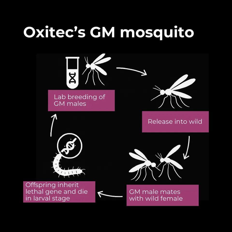 Oxitec GM mosquito life cycle diagram: lab breeding of GM males, release into the wild, the GM male mates with a wild female, and the offspring inherit a lethal gene and die in the larval stage